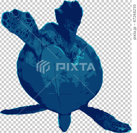 空を飛ぶウミガメ 67268250