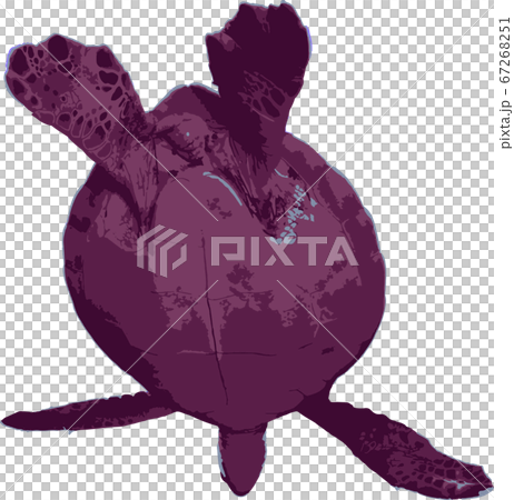 空を飛ぶウミガメ 67268251