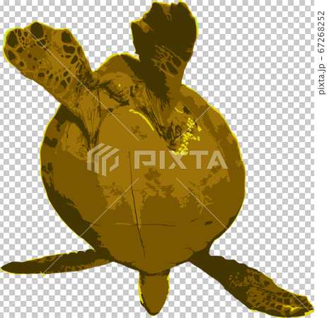 空を飛ぶウミガメ 67268252