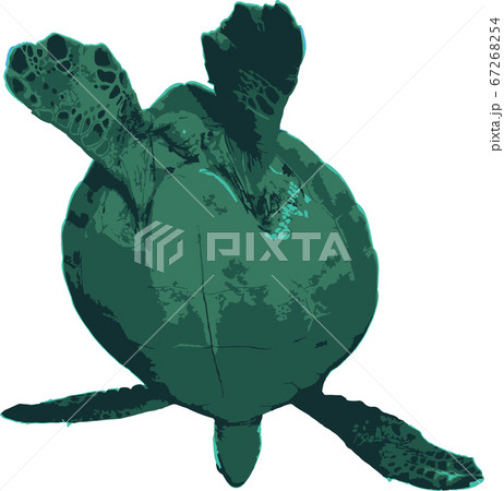 空を飛ぶウミガメ 67268254