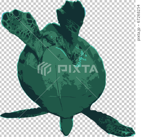 空を飛ぶウミガメ 67268254