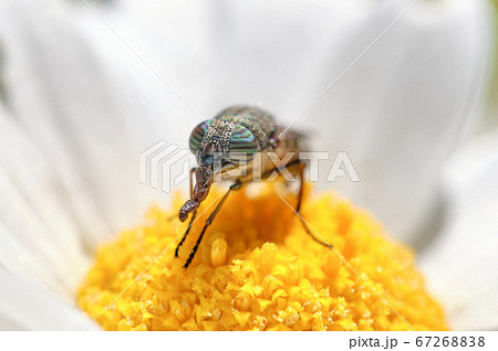 眼に縞模様　デイジーにきたツマグロキンバエ 67268838