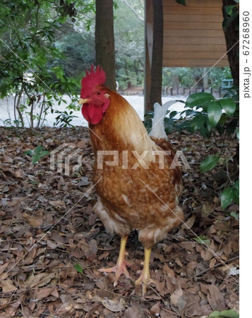 熱田神宮の参道の名古屋コーチン 67268960