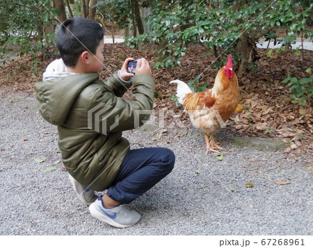 熱田神宮の参道のニワトリを撮影する小学生の男の子 熱田神宮の参道のニワトリを撮影する小学生の男の子 67268961