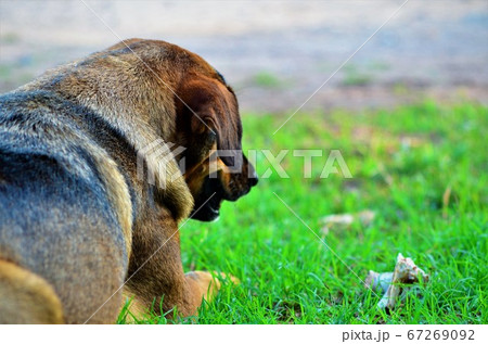 dog dog 67269092