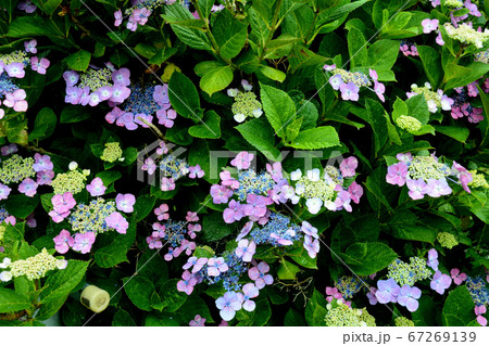 紫色のガクアジサイ 67269139