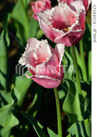 フリンジドファミリーと推定されるチューリップのフリンジ咲きのピンク色の花をアップで撮影した写真 フリンジドファミリーと推定されるチューリップのフリンジ咲きのピンク色の花をアップで撮影した写真 67269325