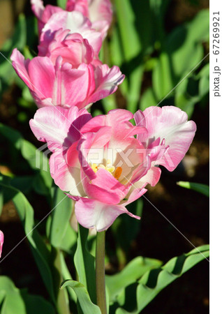 新潟11号 恋心 と推定されるチューリップのパーロット咲きのピンクと白の花を撮影した写真の写真素材