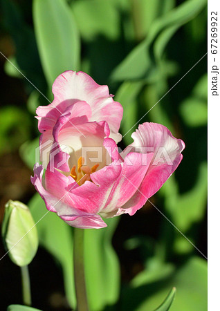 新潟11号 (恋心)と推定されるチューリップのパーロット咲きのピンクと白の花を撮影した写真 67269922