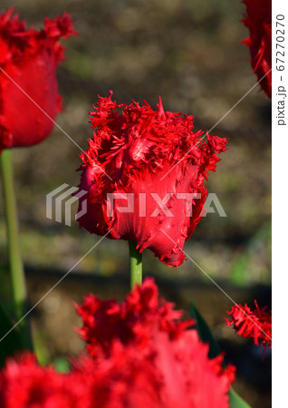 バルバドスと推定されるチューリップの赤いフリンジ咲の花をアップで撮影した写真 67270270