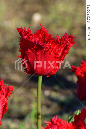 バルバドスと推定されるチューリップの赤いフリンジ咲の花をアップで撮影した写真 67270271