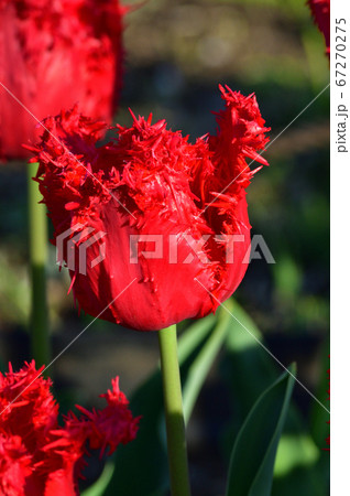 バルバドスと推定されるチューリップの赤いフリンジ咲の花をアップで撮影した写真 バルバドスと推定されるチューリップの赤いフリンジ咲の花をアップで撮影した写真 67270275