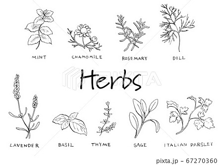 Bay leaf sketch. culinary herbs and salad leaves set. hand drawn • wall  stickers kitchen, healthy, gardening | myloview.com