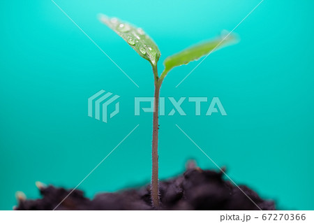 ミニトマト アイコの発芽 ミニトマト アイコの発芽 67270366