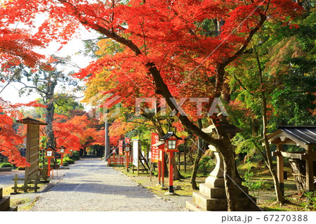 大原野神社の秋　紅葉の参道 67270388