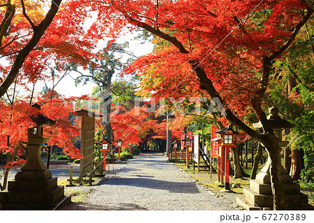 大原野神社の秋　紅葉の参道 67270389