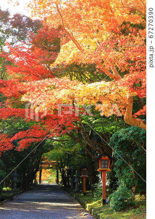 大原野神社の秋　紅葉の参道 67270390