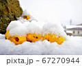 冬のかりん 67270944