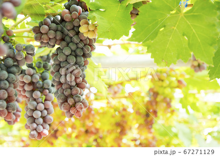 Bunch of grapes on a vine in the sunset. 67271129