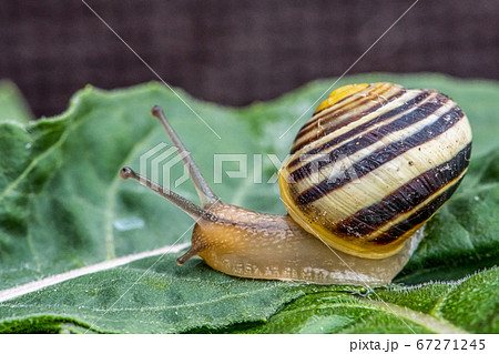 Burgundy snail Helix on the forest surface in natural environment macro close-up images nature focus depth Burgundy snail Helix on the forest surface in natural environment macro close-up images nature focus depth 67271245
