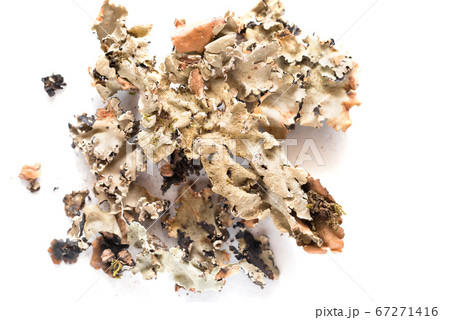 Black stone flower Black stone flower 67271416