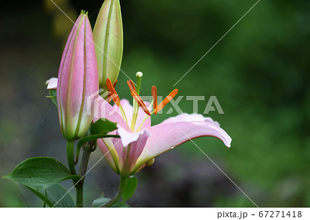 オリエンタルユリの蕾から開花へ 67271418