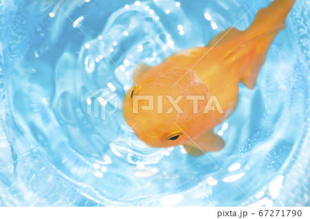 goldfish in blue water 67271790