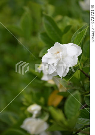 くちなしの花 くちなしの花 67272149