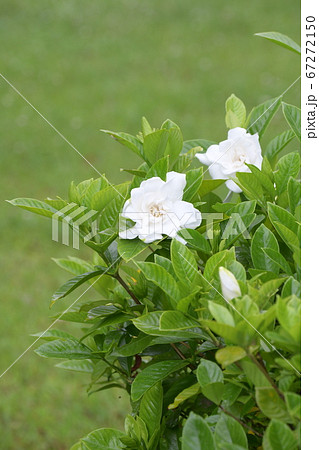 くちなしの花 くちなしの花 67272150