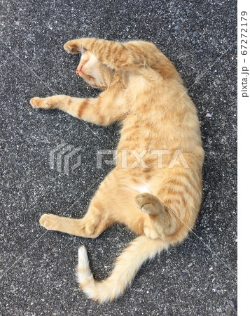 お昼寝子猫 お昼寝子猫 67272179