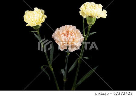 カーネーション 67272425