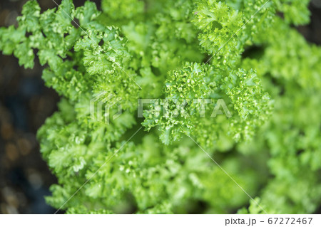 Healthy lifestyles. Homegrown produce. Parsley . 67272467