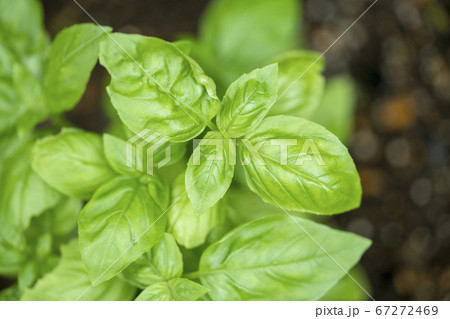 Basil planted in the field Basil planted in the field 67272469