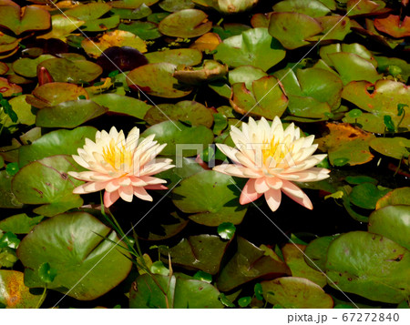 睡蓮の花 67272840
