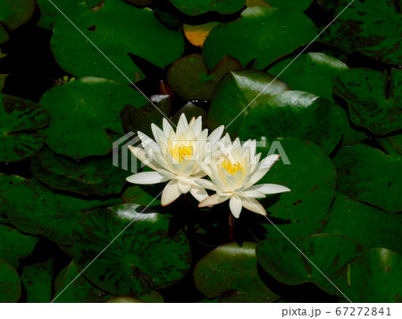 睡蓮の花 67272841