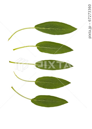 Collection of sage leaves 67273360