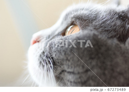可愛い猫 67273489