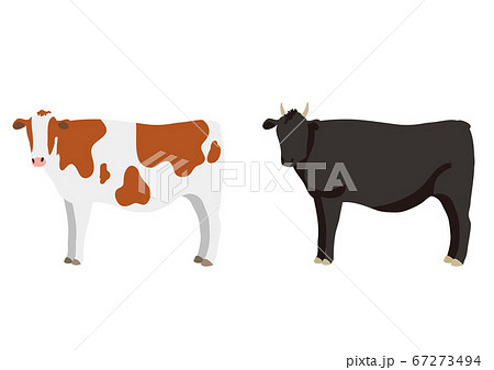 黒毛の牛と茶色と白の牛 全身 セットのイラスト素材