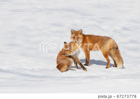 雪原でくつろぐキタキツネの夫婦の写真素材 [67273778] - PIXTA