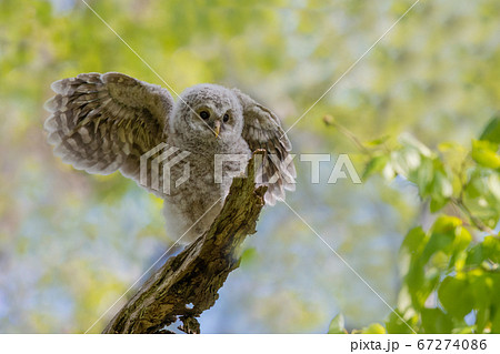 巣立ち間もないエゾフクロウのヒナの写真素材