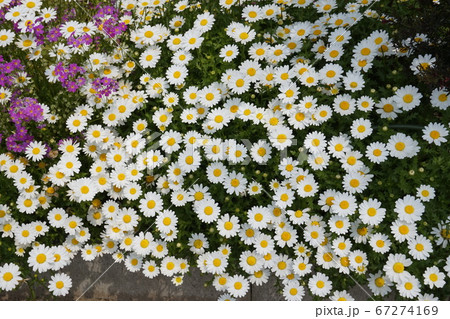 春の花畑 67274169