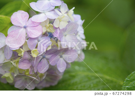 雨に濡れる紫陽花 ピンク色 雨に濡れる紫陽花 ピンク色 67274298