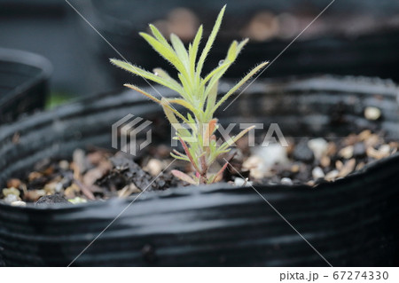 コキアの発芽 67274330