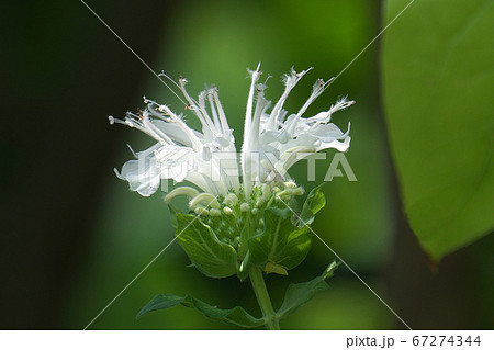 木洩れ日を浴びる真っ白なモナルダ（ベルガモット） 67274344