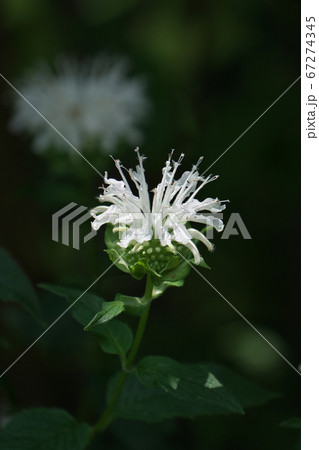 木洩れ日を浴びる真っ白なモナルダ（ベルガモット） 67274345