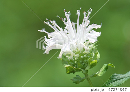 見ごろを迎えた純白のモナルダ(ベルガモット) 見ごろを迎えた純白のモナルダ(ベルガモット) 67274347