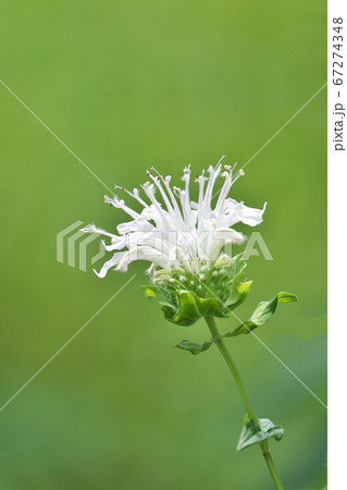 見ごろを迎えた純白のモナルダ(ベルガモット) 見ごろを迎えた純白のモナルダ(ベルガモット) 67274348