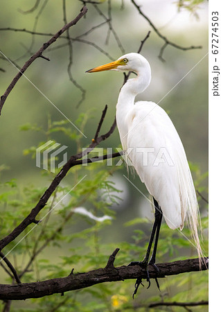 great egret or ardea alba perched on branch with natural green background at keoladeo national park or bird sanctuary bharatpur rajasthan india great egret or ardea alba perched on branch with natural green background at keoladeo national park or bird sanctuary bharatpur rajasthan india 67274503