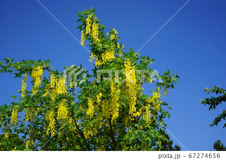 4月30日の誕生花 キングサリの写真素材