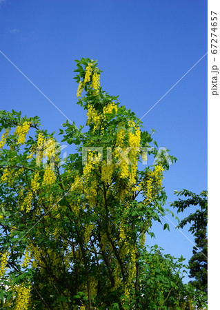 4月30日の誕生花 キングサリの写真素材